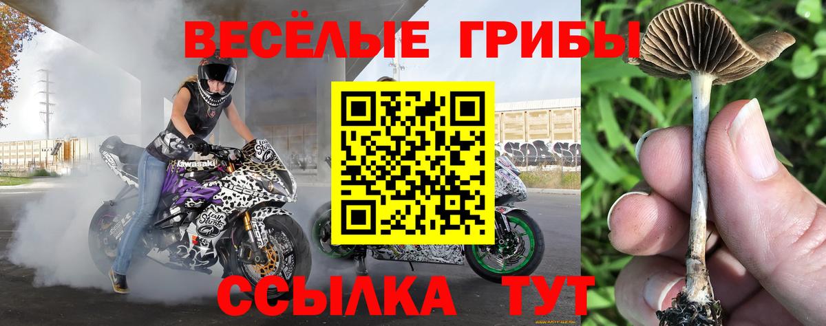 Галлюциногенные грибы GOLDEN TEACHER  Псилоцибиновые грибы Cubensis  Вход с VPN  Тайшет 